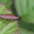 Dusky Cockroach (Ectobius lapponicus) male, Alan Prowse